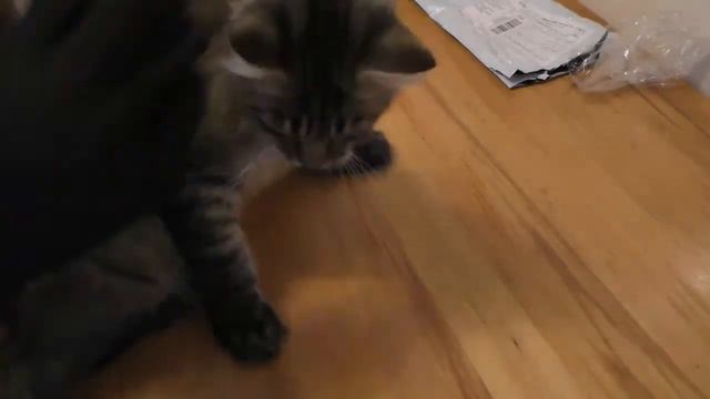 Перчатка для шерсти обзор и тест. Щетки перчатки расческа для кошек смотреть онлайн