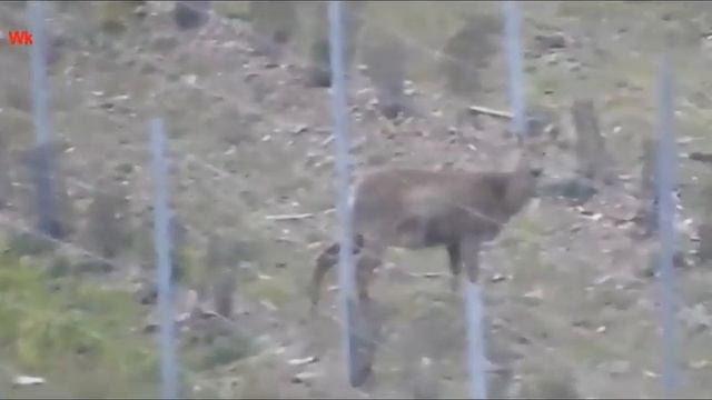 Европейская косуля 2 (нем. Reh) (анг. Roe) (фр. Chevreuil) (исп. Corzo) (ит. Capriolo) смотреть онлайн