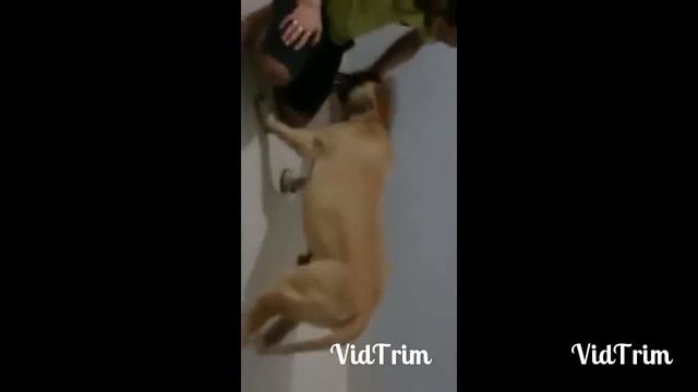 ENGLISH MASTIFF AND BULLMASTIFF смотреть онлайн