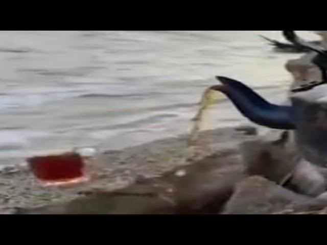 чай упал (грустное видео) смотреть онлайн