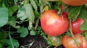 Томат Любимый праздник