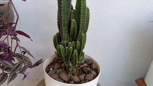 cacto castelo de fadas ( acanthocereus tetragonus ) ne смотреть онлайн