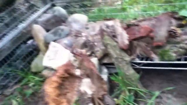 Degupedia.de - Outdoor Enclosure For Degus (Octodon Degus)