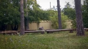 Прогулка по санаторию "Серебряный бор" в Пензе