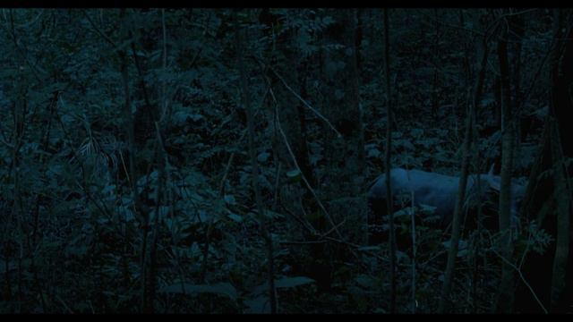 Uncle Boonmee (2010) By Apichatpong Weerasethakul, Clip: Opening - Water Buffalos And Boonmee