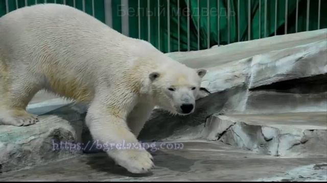 Зоосад в Хабаровске - достопримечательность города смотреть онлайн