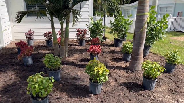 How to create a tropical layered front yard garden from day -1 смотреть онлайн