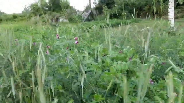Моя сидерация. Моя система хозяйствования. No- Till по картофелю, капуста в планах смотреть онлайн