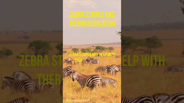 #Zebras #Wildlife #Stripes #AfricanAnimals #Conservation #Nature #Biodiversity смотреть онлайн