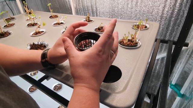 Клубника на аэропонике - Посадка! смотреть онлайн