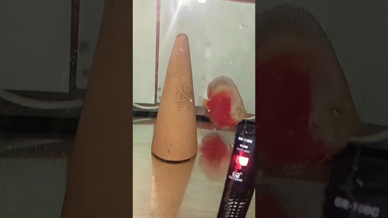 Красно белый Дискус первая личинка смотреть онлайн