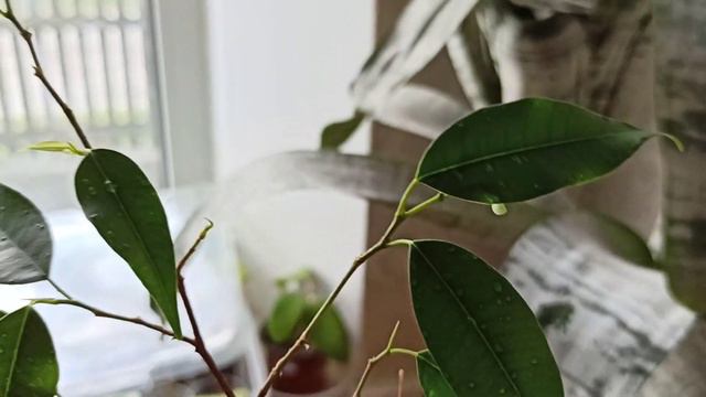 Мои фикусы и хойечная новинка 🌱 Элиптика💗🍀 смотреть онлайн