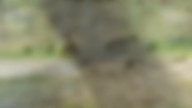 Птицы смотреть онлайн