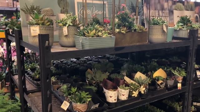 Home Depot Lowe's Last plant Haul 2020 смотреть онлайн