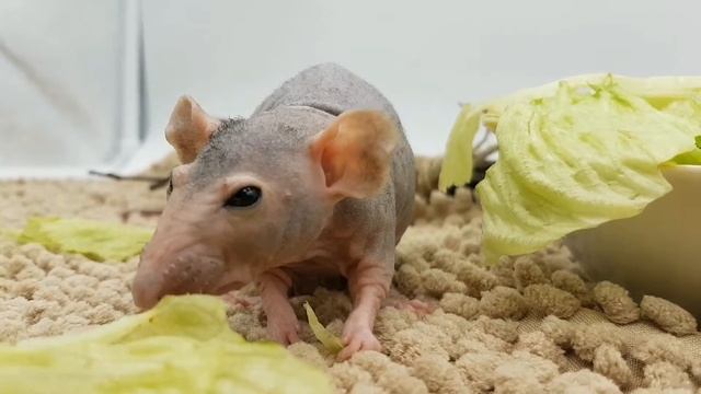 Крыса кушает салат смотреть онлайн