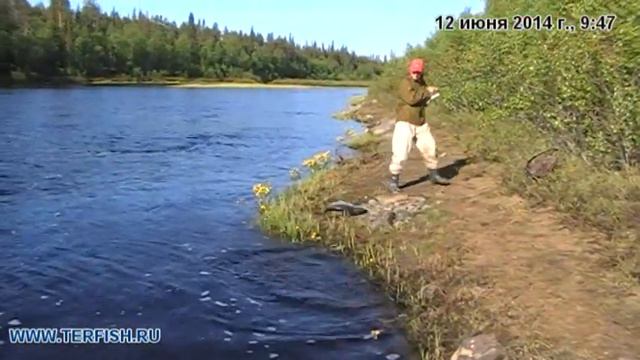 Кольский 2014 семга. Лагерь ТЕРФИШ смотреть онлайн