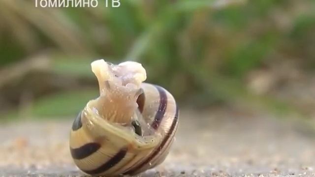 Стали известны причины массового появления улиток в поселке смотреть онлайн