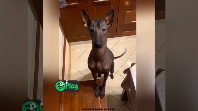 Kosi смотреть онлайн
