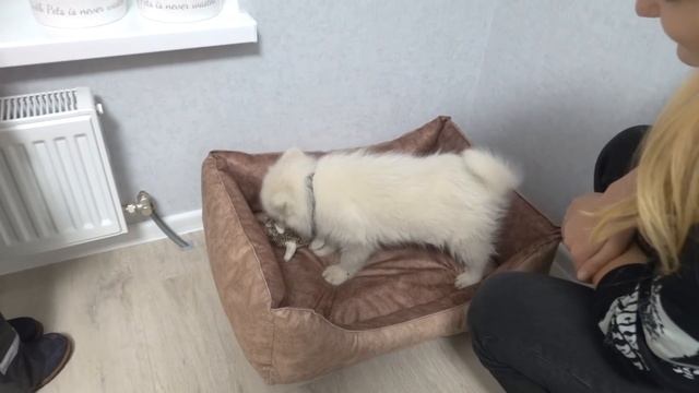 VLOG Настя переехала смотреть онлайн