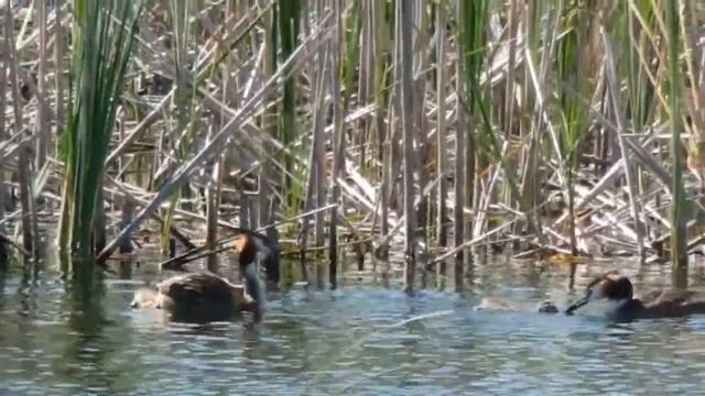 Чомга с птенцами (Podiceps cristatus) смотреть онлайн