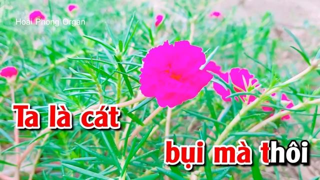 Karaoke Quán Trọ Trần Gian Tone Nữ Nhạc Sống DỄ HÁT | Hoài Phong Organ смотреть онлайн