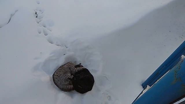 Дачные коты. Жестокая драка смотреть онлайн