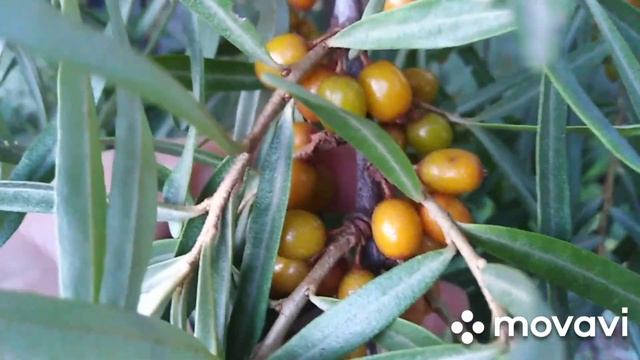 Облепиха. Облепиховая муха и другие интересные сведения. смотреть онлайн