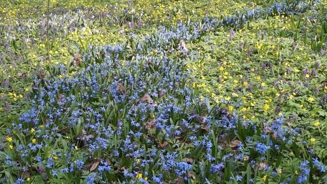 Аптекарский огород смотреть онлайн