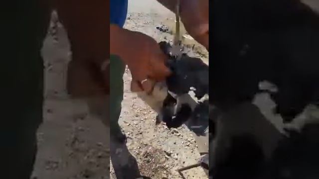 как очистить утку от перьев с помощью смолы смотреть онлайн