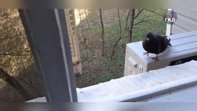 Голубь садится на руку. Упрямый голубь. The pigeon sits on the hand. Stubborn pigeon. 29.04.2023 г. смотреть онлайн