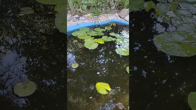 Борьба с нитчатыми водорослями в пруду. смотреть онлайн