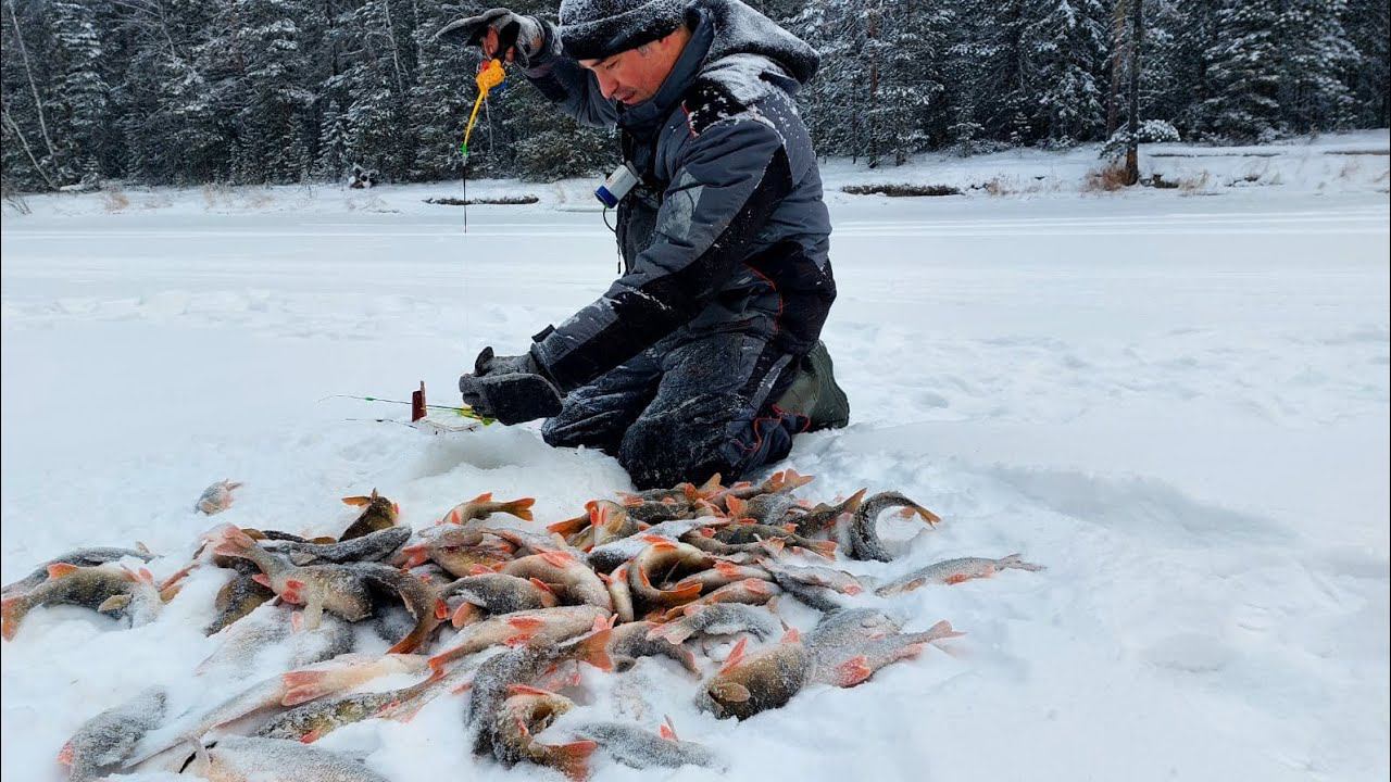 зимняя рыбалка на реке Еты - пур.решил проверить любимое место и не прогадал. смотреть онлайн