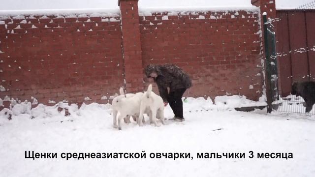 Питомник Алабаев - среднеазиатской овчарок.Щенкам 3 месяца. смотреть онлайн