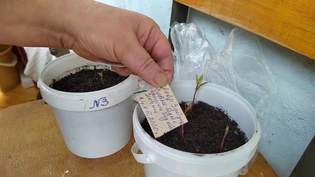 Лавр благородный. Всходы. 20.06.2020 г.