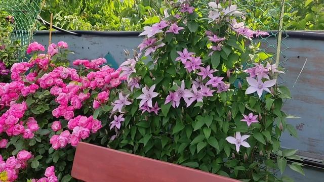 Роза Ангела (Angela, Kordes 1984) Обильноцветущая роза на любимой даче. смотреть онлайн