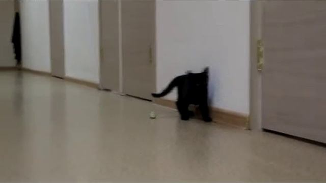 МараДоня. Девочка-метис тайской кошки и неизвестного "футболиста" смотреть онлайн