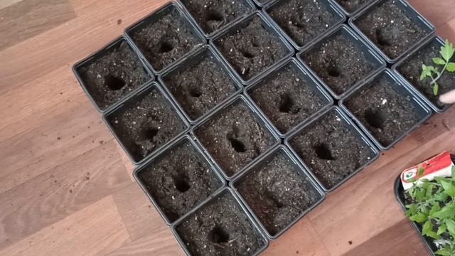 Рассада томатов. Пикировка томатов. смотреть онлайн