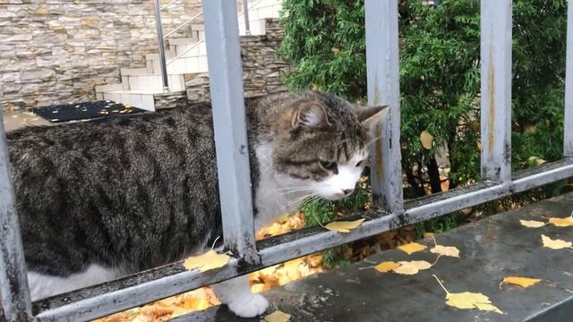 Как мы подобрали КОТА с Улицы!!! Кот обрел дом, Добрые дела! смотреть онлайн