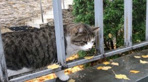Как мы подобрали КОТА с Улицы!!! Кот обрел дом, Добрые дела!