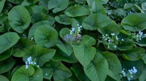 Многолетники Незабудка и Бруннера ! Выращивание и уход !