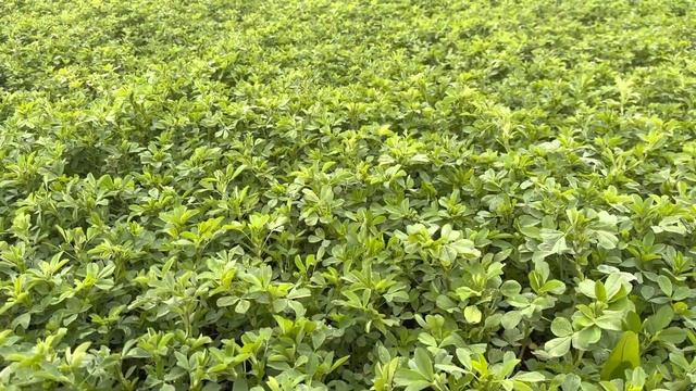 Люцерна 20.04.2023 смотреть онлайн