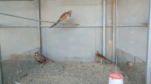 Каких фазанов можно употреблять на мясо?