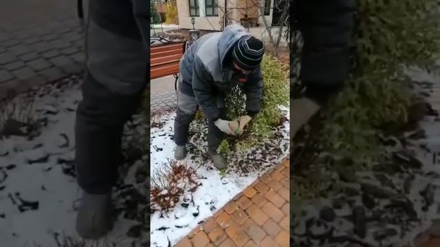 Укрываем на Зиму Хакуро Нишики.#ива #уходзасадом1 #осеньвсаду #посадка #цветущийсад #кустарники #са смотреть онлайн