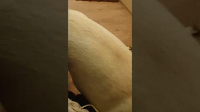 Лабрадор шалит дома смотреть онлайн