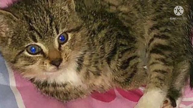 Котёнка подростки били палками и закидывали камнями. Кроха был на волоске от погибили смотреть онлайн