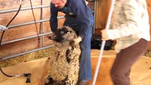 Stonehaven Farm Shearing Day смотреть онлайн