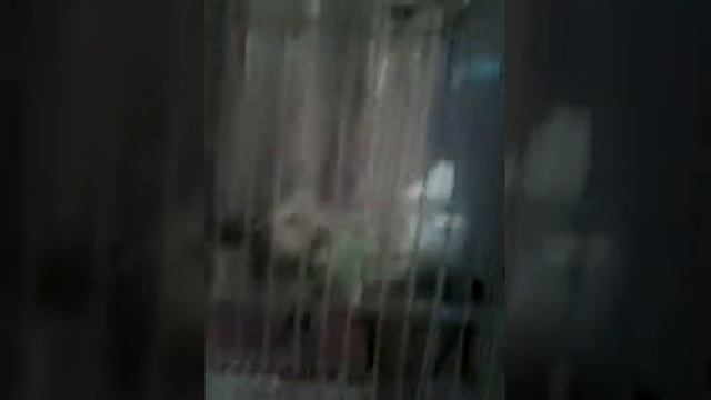 Самые красивые животные в этом мире смотреть онлайн