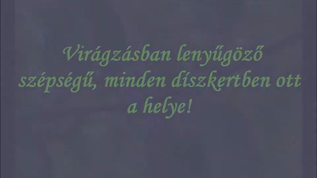 Angol kékszakáll (Caryopteris x clandonensis) - videó képekben смотреть онлайн