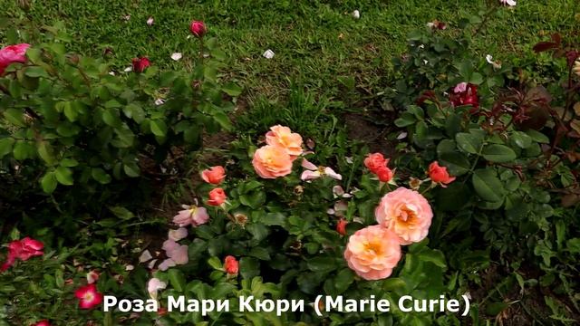 РОЗЫ -Изи Даз Ит, Таттон, Мари Кюри флорибунда, цветущие целый сезон и при этом абсолютно не болеют смотреть онлайн