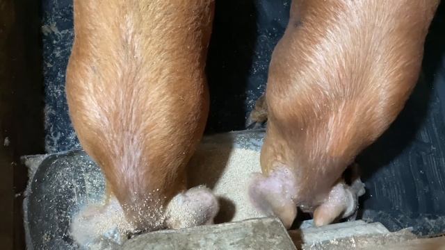 ОПЯТЬ ПОКУПКИ! ПЕШИЙ ТУРИЗМ! ЗНАМЕНИТЫЙ ПАРАД КОЗ! НАША ФЕРМА! ЖИЗНЬ ПРОСТЫХ ЛЮДЕЙ В ДЕРЕВНЕ! смотреть онлайн